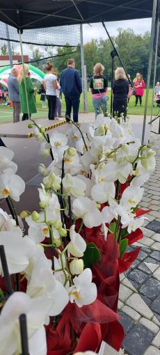 Powiększ zdjęcie: Zdjęcie przedstawia storczyki a w tle uczestników Pikniku